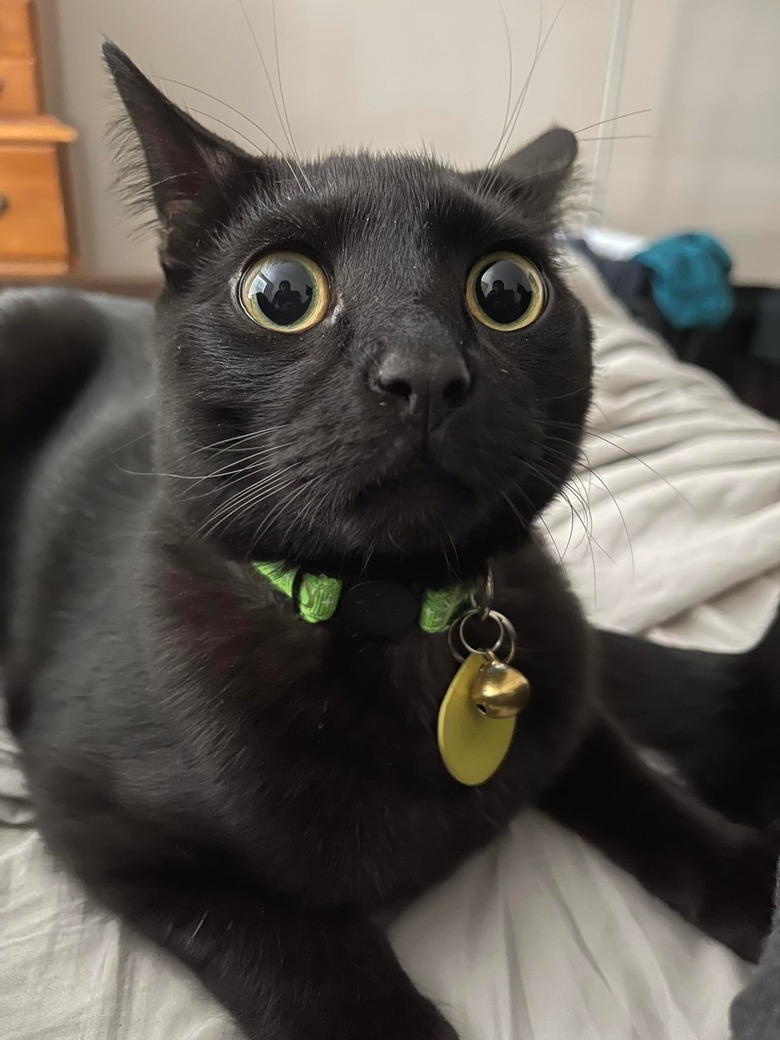 closeup photo of cat's face