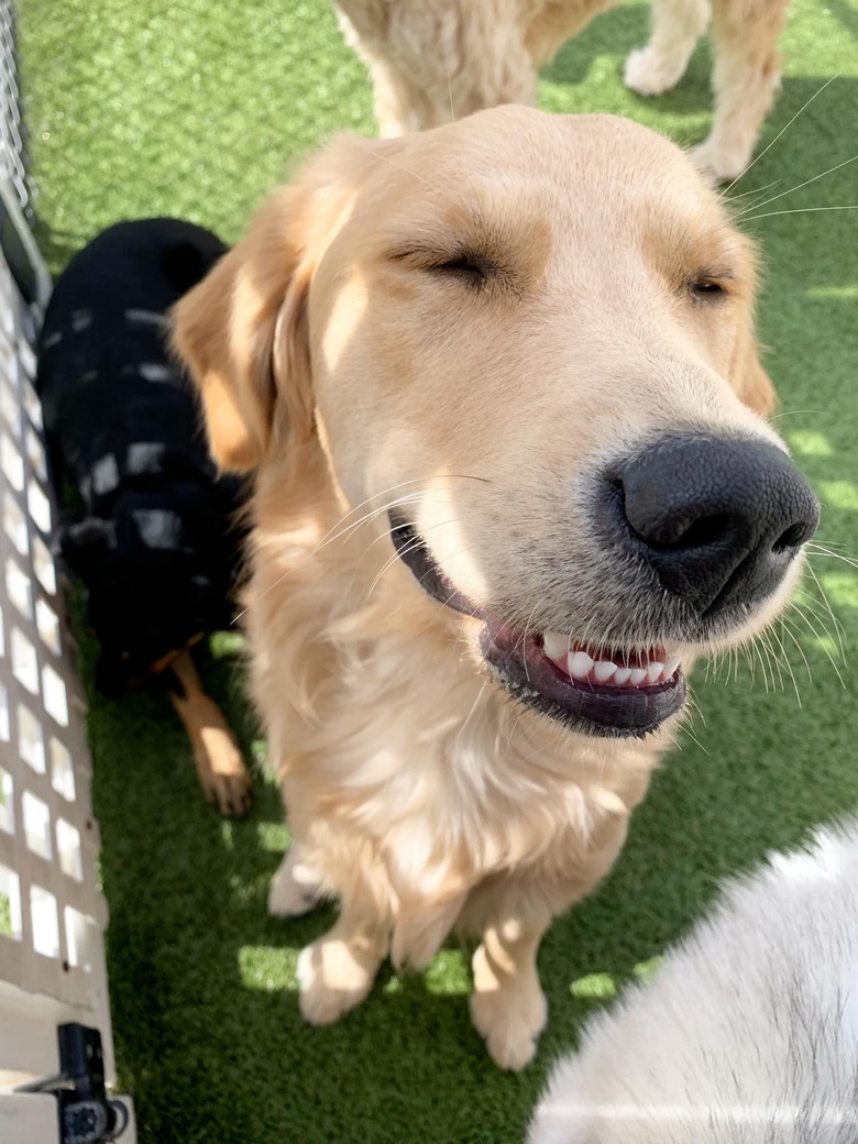 closeup photo of dog's face