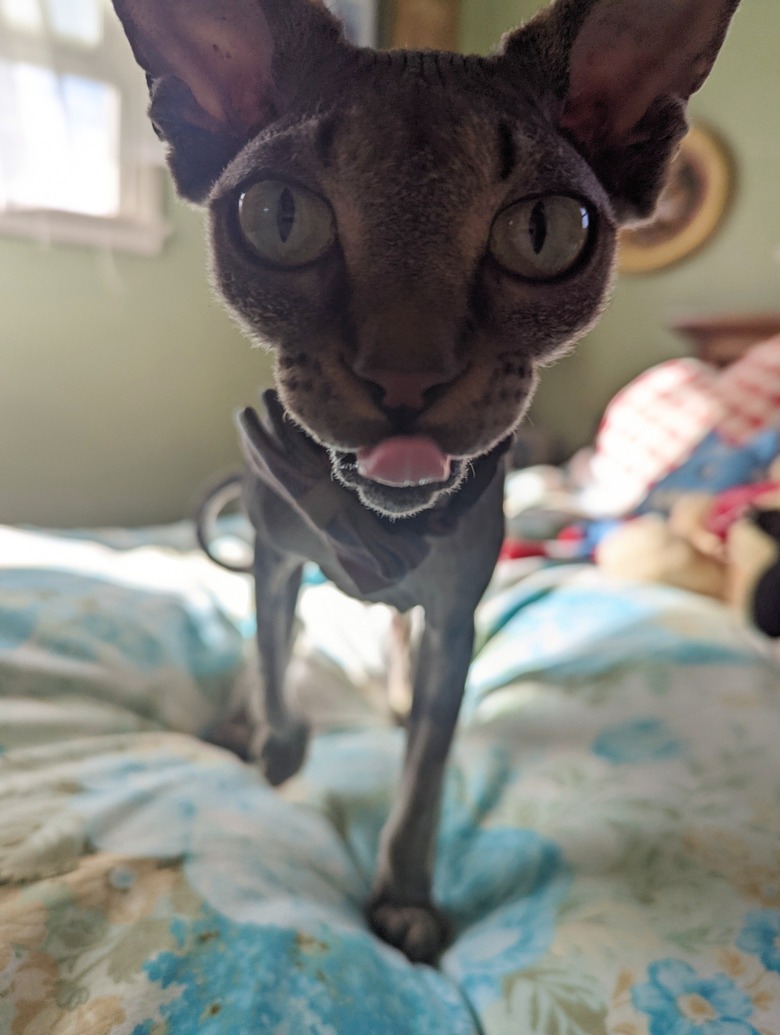 closeup photo of cat's face