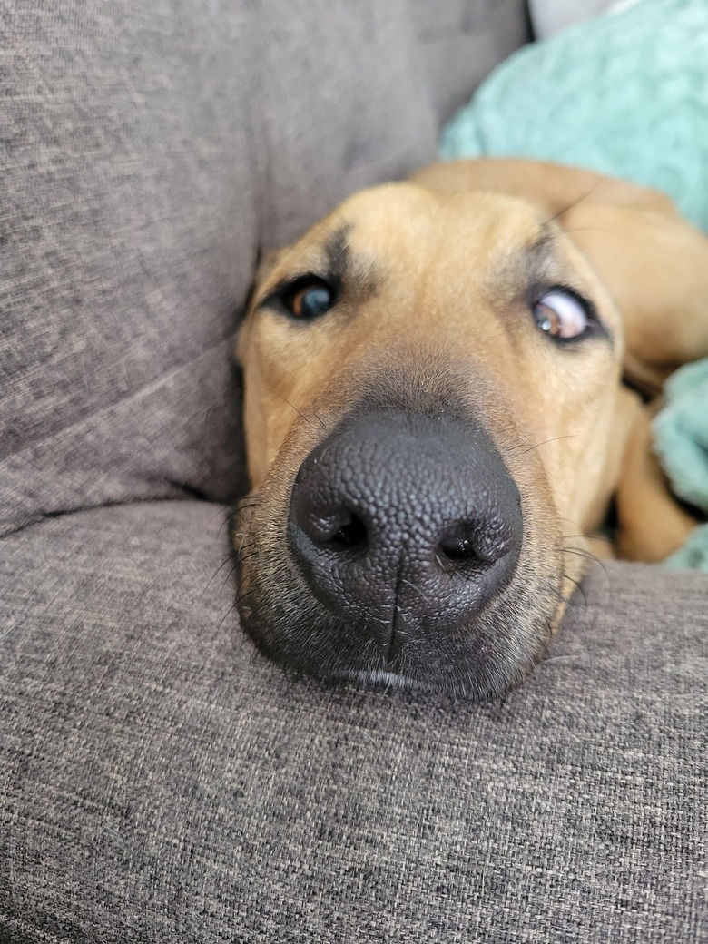 closeup photo of dog's face