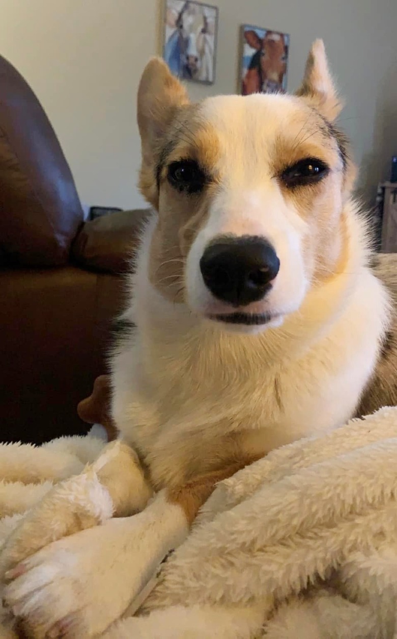 closeup photo of dog's face