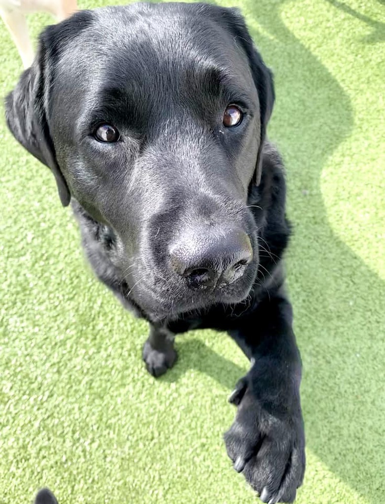 closeup photo of dog's face