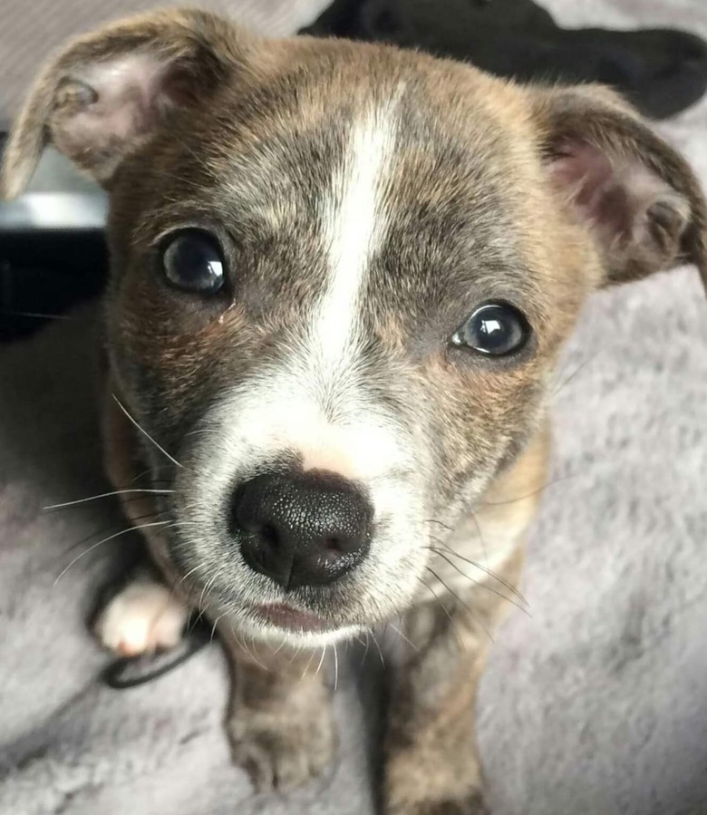 closeup photo of dog's face