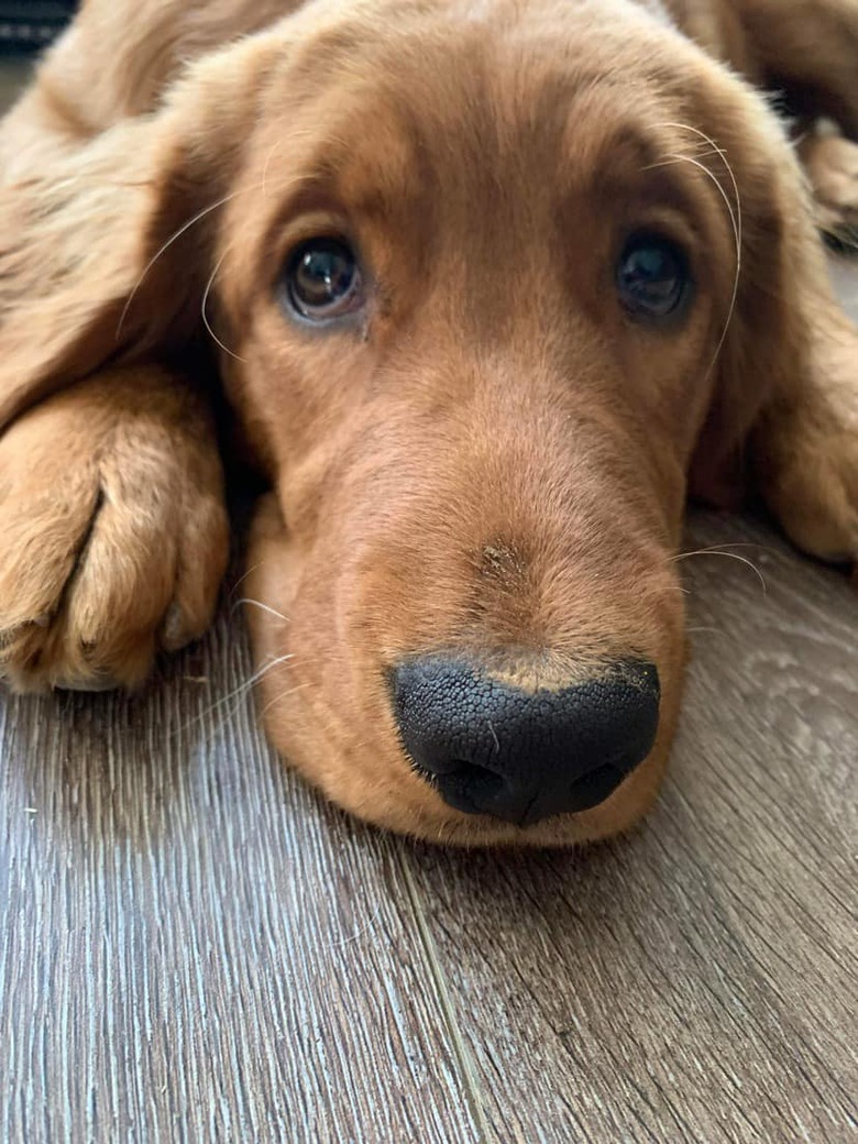 closeup photo of dog's face