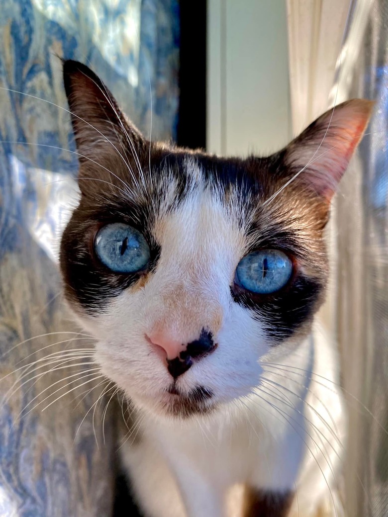 closeup photo of cat's face