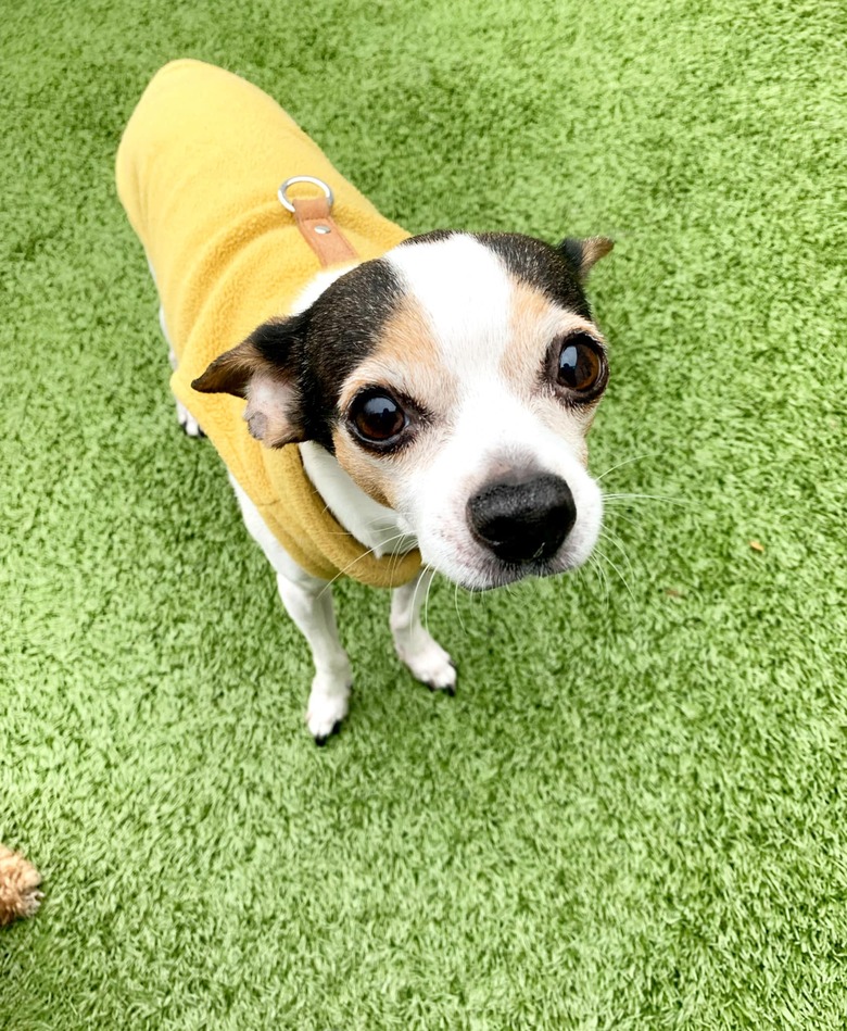 closeup photo of dog's face