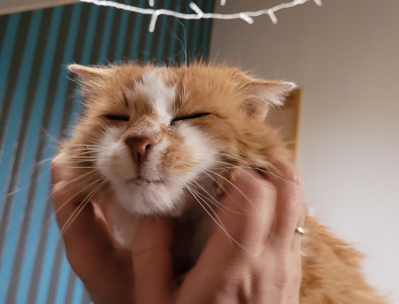 closeup photo of cat's face