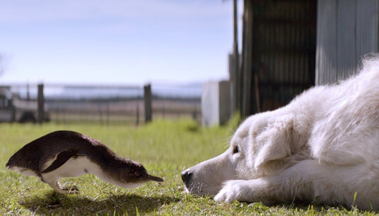 Livestock guardian dog lays in grass nose-to-beak with curious penguin