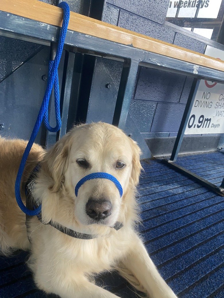 Golden Retriever looks sadly into the distance