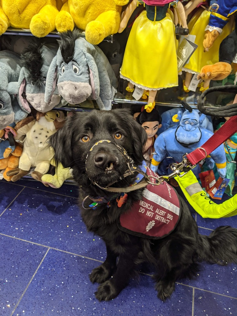 Dog with cleft palate wearing service vest sits in aisle of toy store