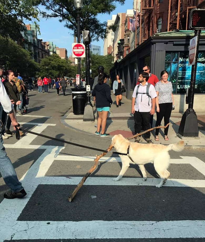 Dog walks down streets of Boston with giant stick.