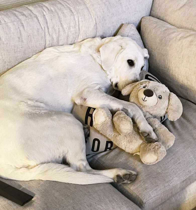 dog cuddling its teddy bear on the couch