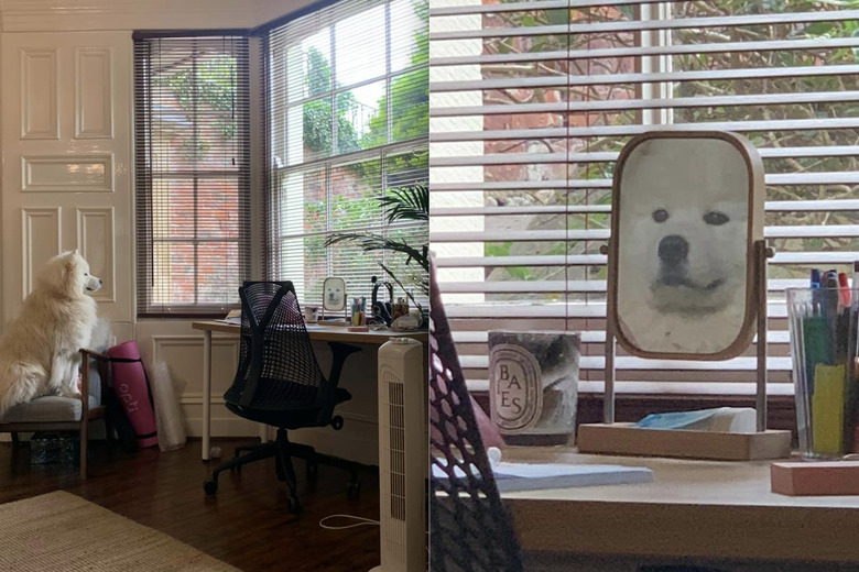 Samoyed looks longingly at mirror reflection.