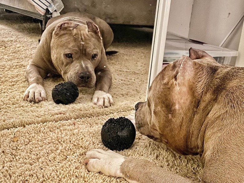 Pitbull stares at themself in a mirror.