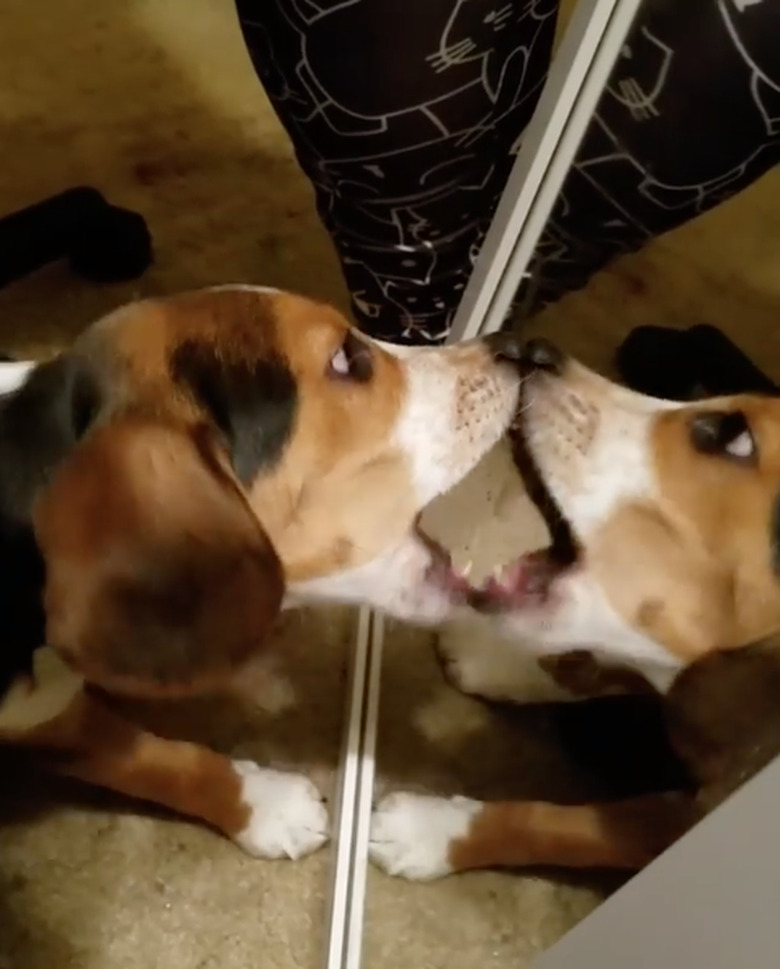 Beagle barks at reflection in mirror.