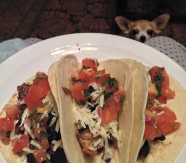 A dog is looking at a plate of tacos.