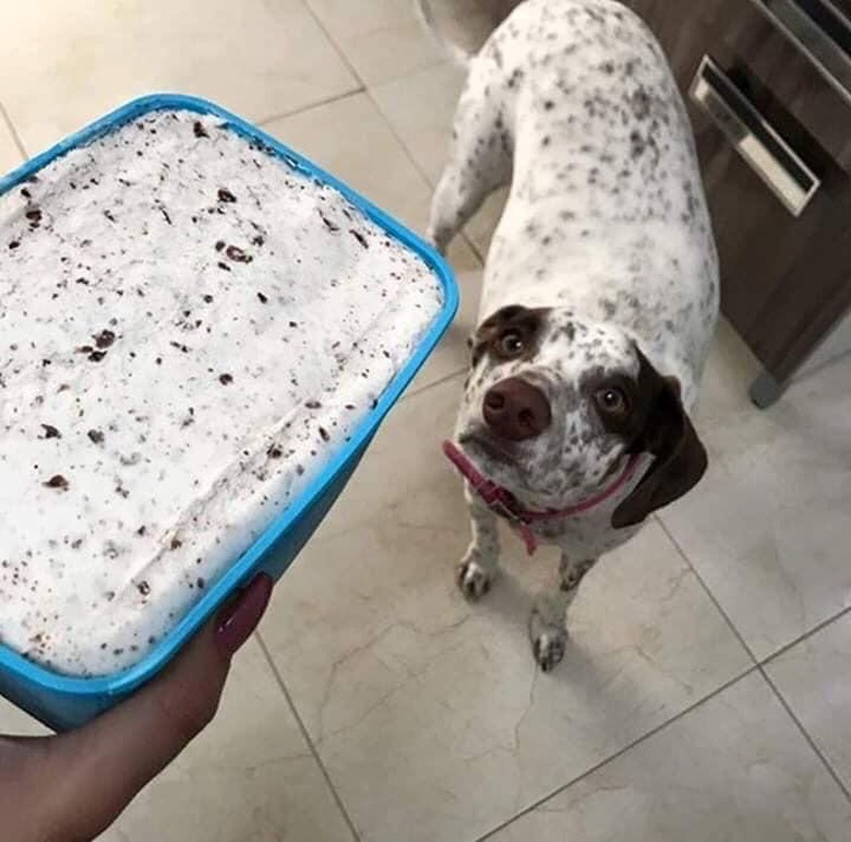 A black and white dog looking at cookies and cream ice cream.