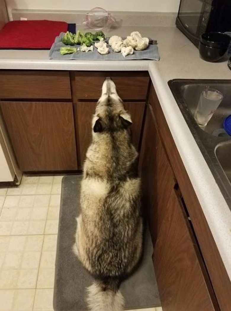 A dog is looking at broccoli and cauliflower on kitchen counter.