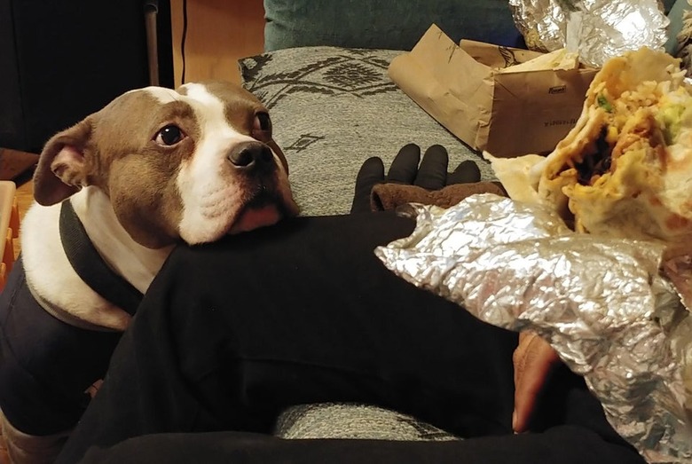 A dog is looking longingly at a burrito.