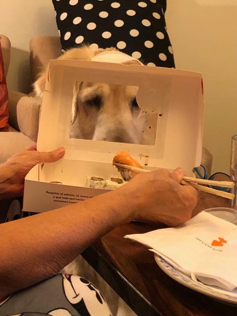 A dog is looking at a box of sushi.