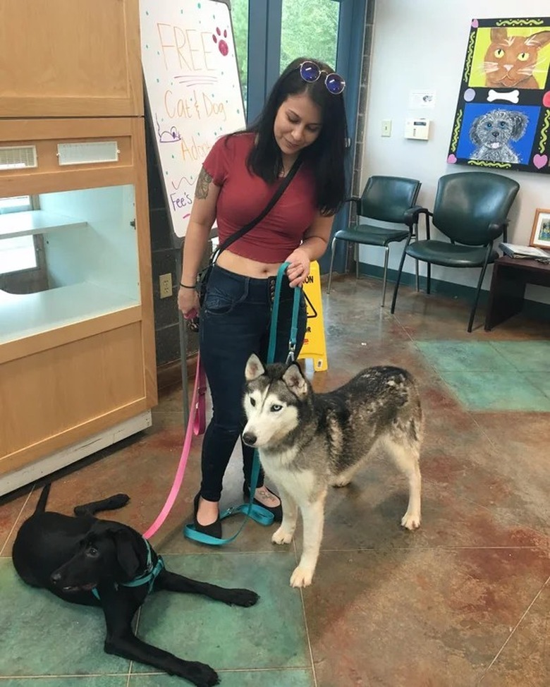 Black lab and husky bond after meeting at shelter.