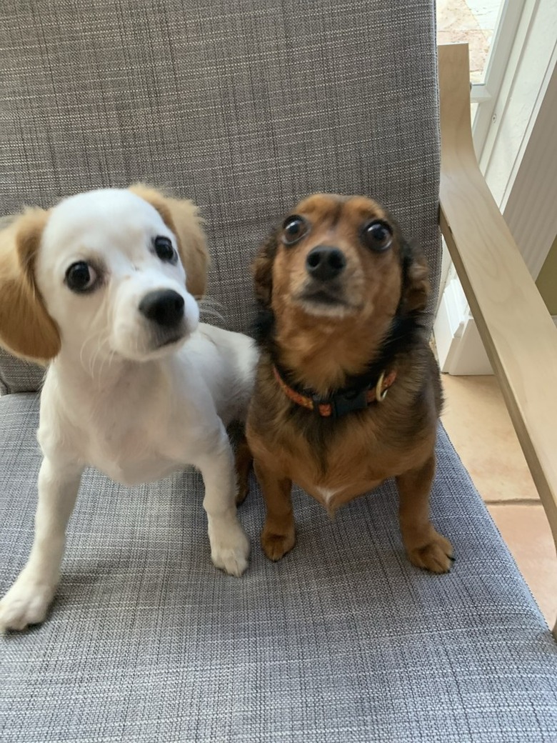 Two dogs just informed they now live together and looking uncertain.