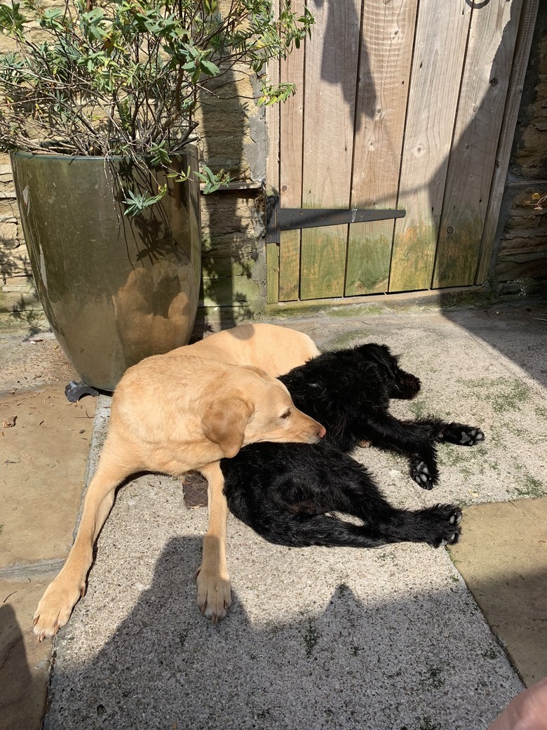 Two dogs cuddle together in a backyard.