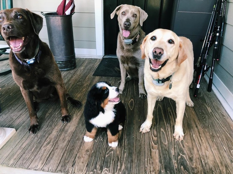 Happy Bernese mountain puppy meets happy older dogs.