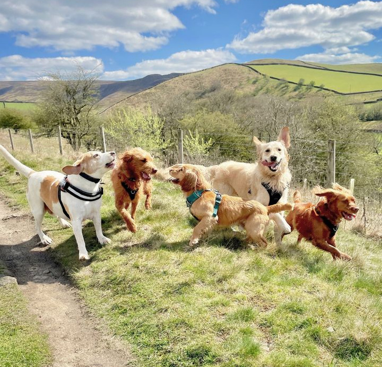 Five dogs playing in a grassy field with a beautiful green country hillside in the background.