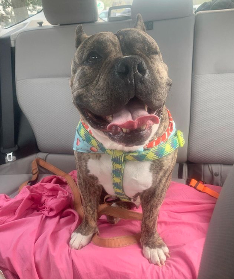 A Staffordshire dog with cropped ears and one eye, wearing a harness, sitting in the backseat of a car with its mouth open and tongue hanging out.