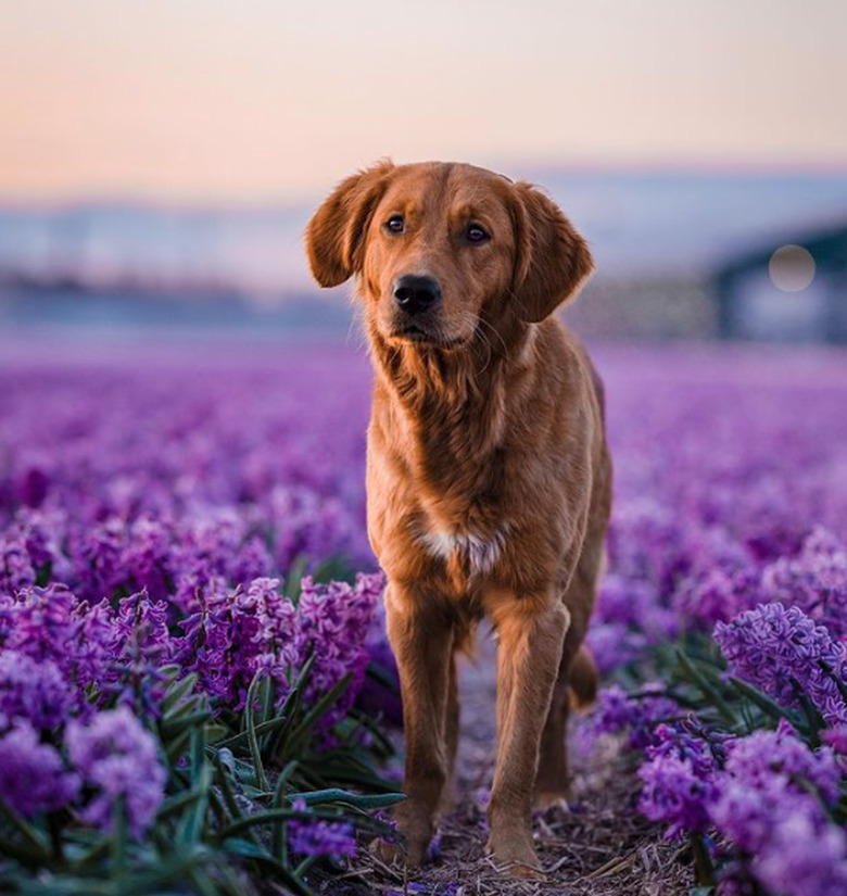 A golden retriever dog standing in a field of colorful flowers.