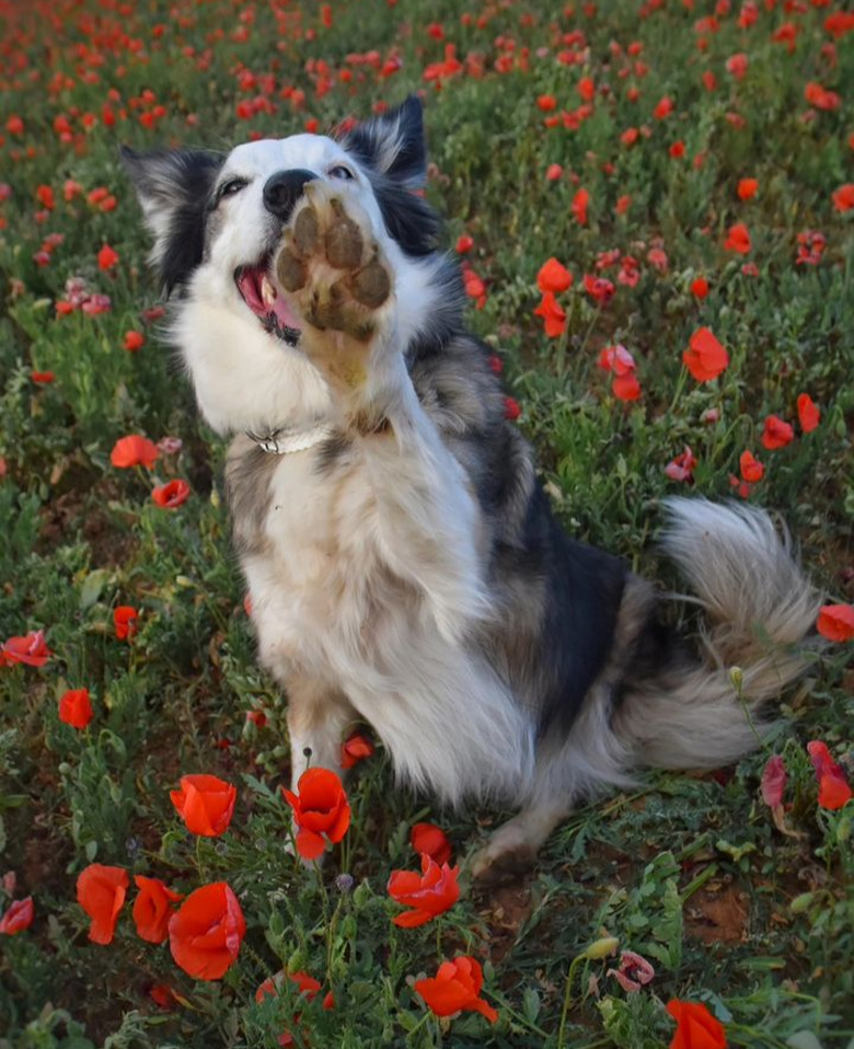 A fluffy dog sitting in a field of flowers, looking at the camera, with one front paw raised in front of its face.