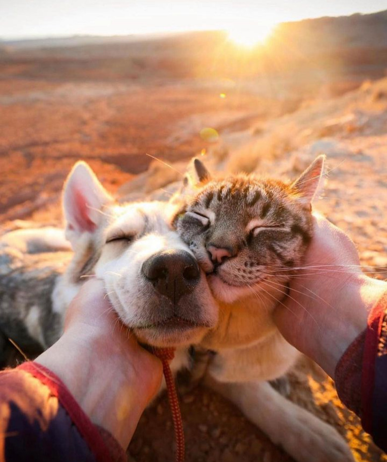 A dog and a cat laying side by side with their faces pressed together. A person's hands are on either side of the pets and there is a sunset in the background.