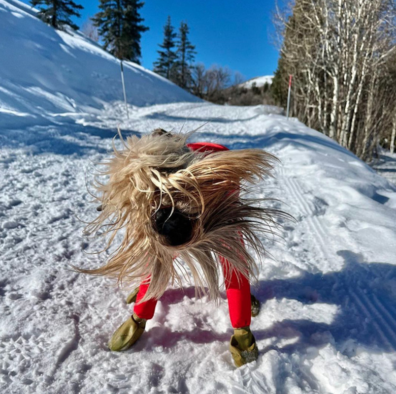 A long-haired dog wearing a sweater with long sleeves and booties on its paws. The dog is standing on a snowy trail and the picture is taken while the dog is shaking, so its long fur is everywhere.