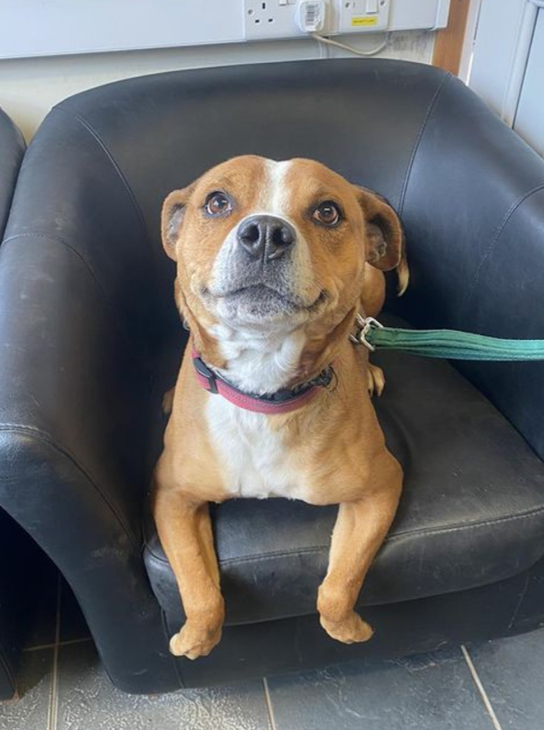 A mixed-breed dog laying in a leather chair, looking up at the camera, its two front legs draped over the seat of the chair.