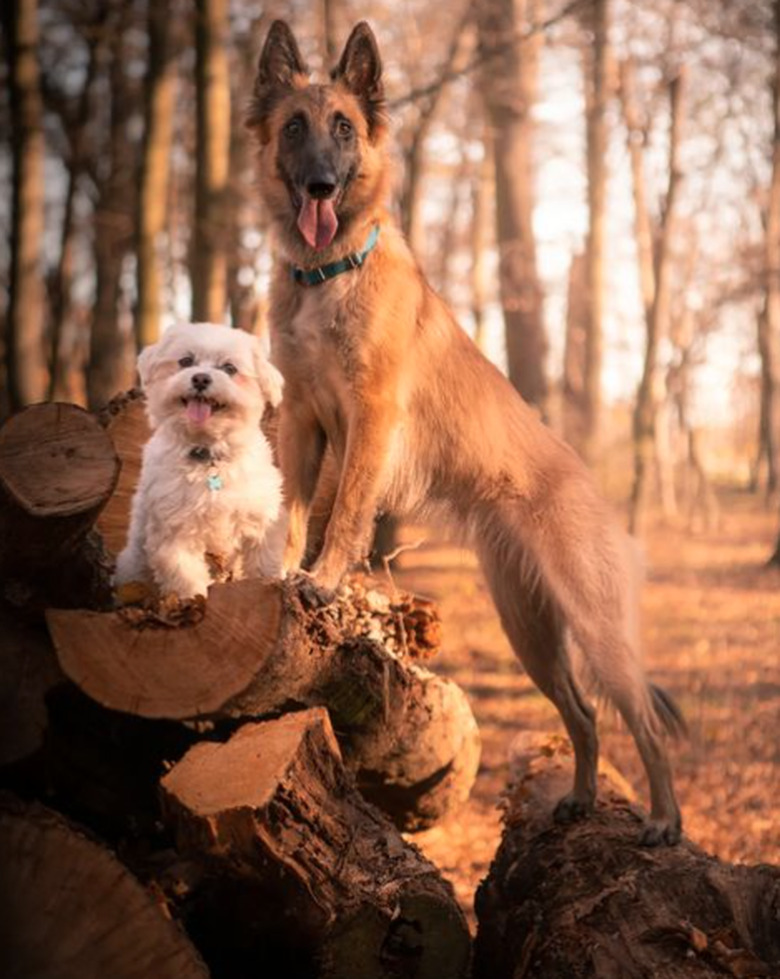 Two dogs, one big and one small, outdoors in warm golden light. The little dog is sitting on a log staring at the camera while the big dog stands behind them.