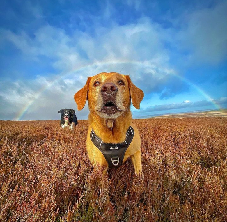 Two senior dogs standing in a field. One dog is close to the camera, the other can be seen in the background. The dogs are standing under a rainbow.