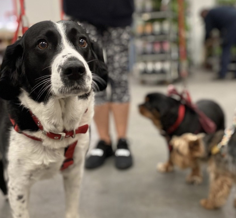 dog shopping inside a store.