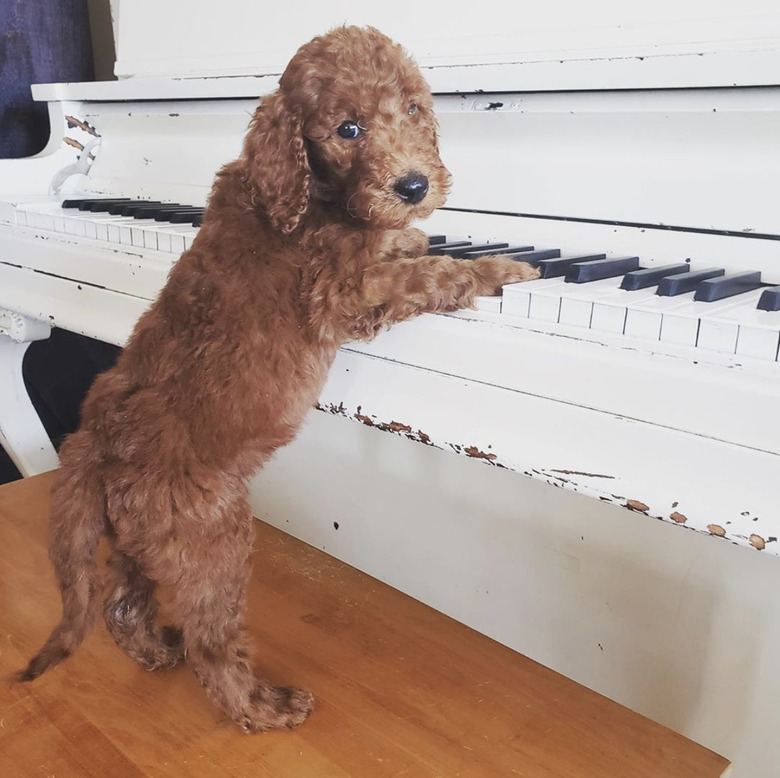 dog with paws on piano keys.