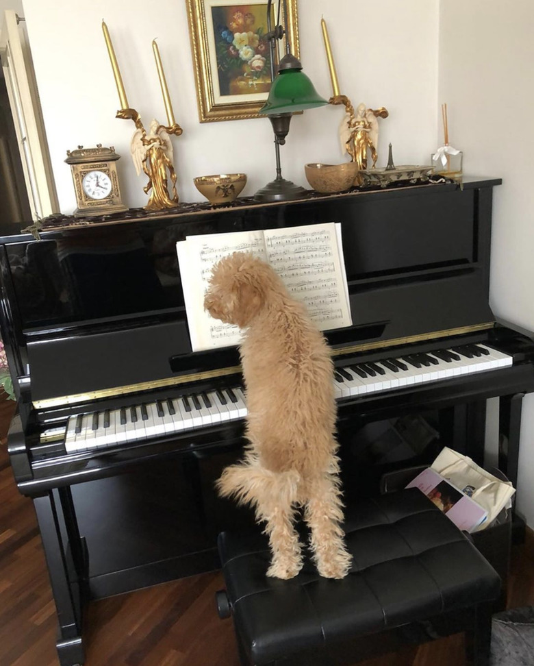 dog sitting on piano bench in front of piano.