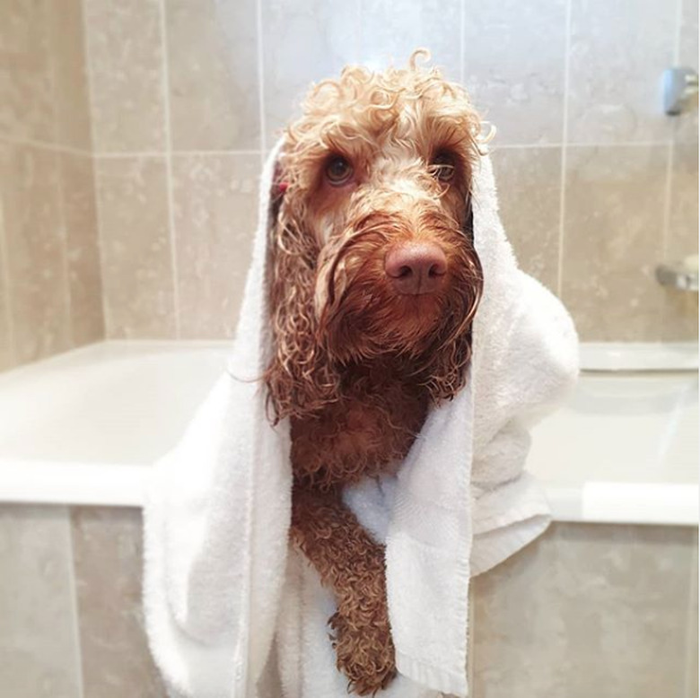 dog in bath tub covered in white towel.