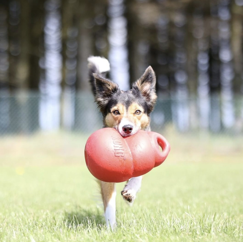 small brown and black dog running with huge kong toy in their mouth