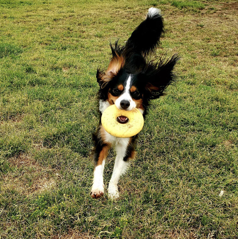 black and brown dog running with frisbee in their mouth