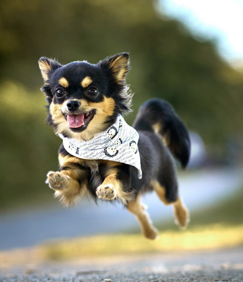 action shot of small dog caught in mid jump wearing white bandana