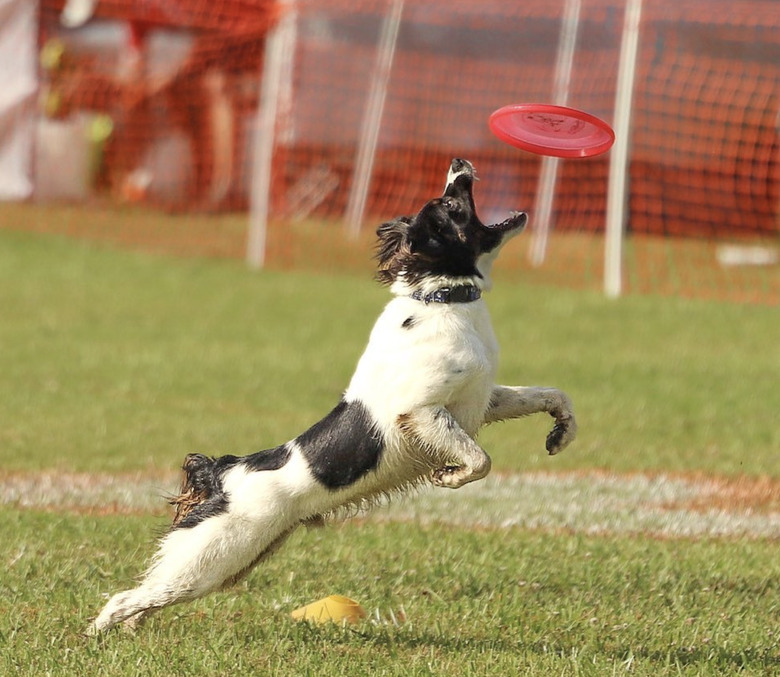 dog catching a red frisbee in mouth