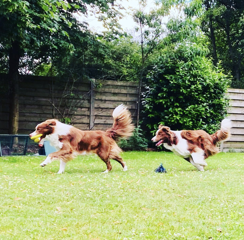 two brown dogs chasing each other in grass