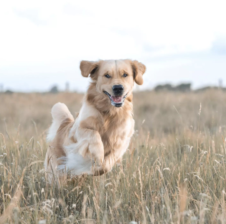 golden retriever dog running through a field