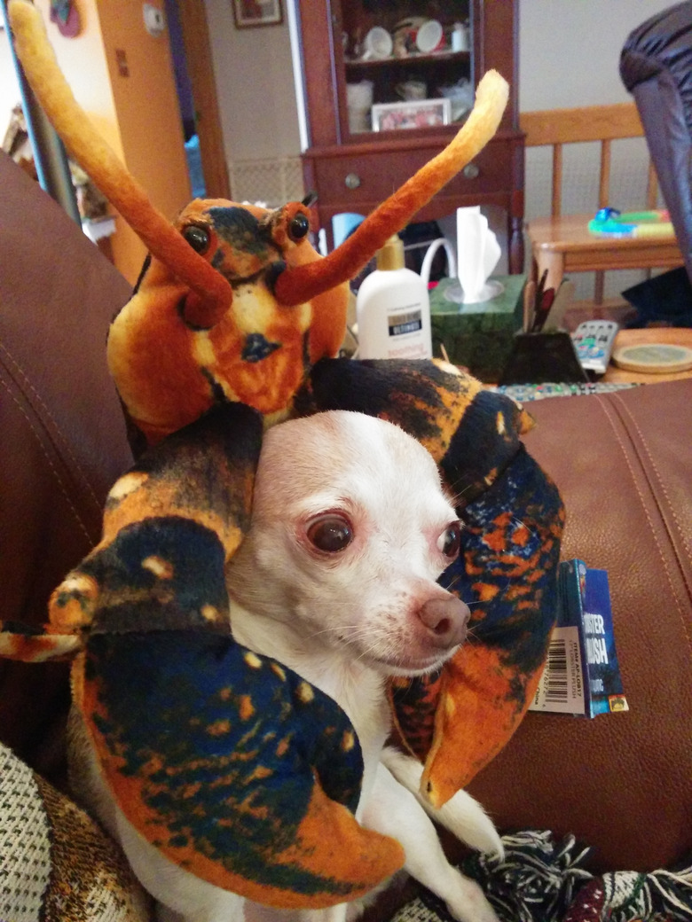 Chihuahua looking concerned while wearing a stuffed toy lobster.