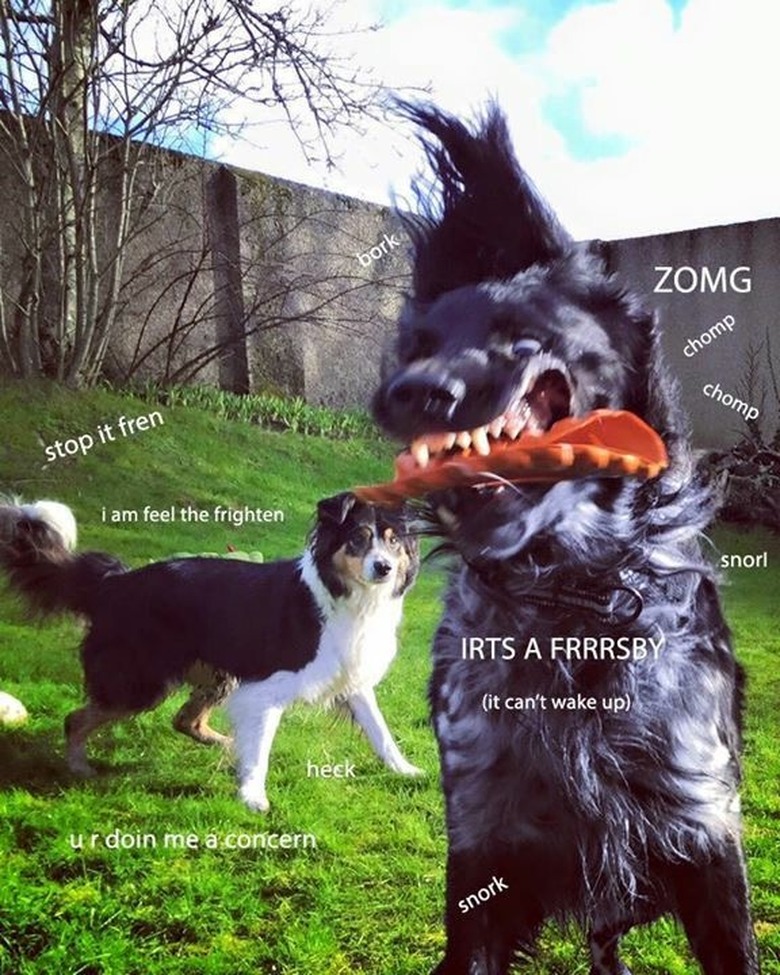 Dog catches Frisbee while other dog looks concerned.