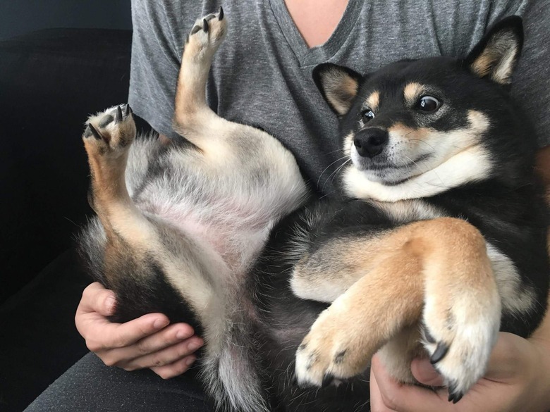 Dog looks concerned while being held in contorted position.